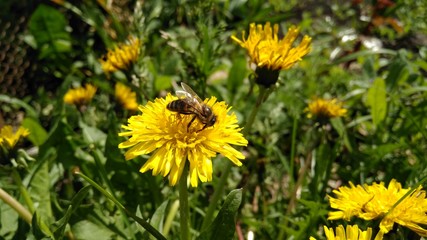 bee on dandelion