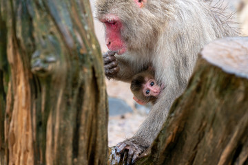 Japanese macaque in Arashiyama, Kyoto.
A baby monkey clings to its mother.