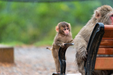 Japanese macaque in Arashiyama, Kyoto.
Shooting on a rainy day.