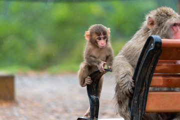 Japanese macaque in Arashiyama, Kyoto.
Shooting on a rainy day.
