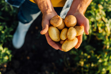 cropped view of rancher holding fresh potatoes in cupped hands, selective focus - obrazy, fototapety, plakaty