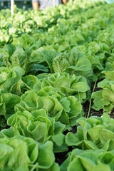 fresh lettuce in the garden