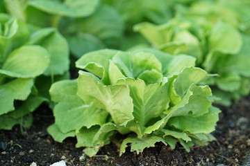 Close up of a green butterhead lettuce plant under sun light.