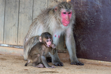 Japanese macaque in Arashiyama, Kyoto.
A baby monkey and a mother monkey.