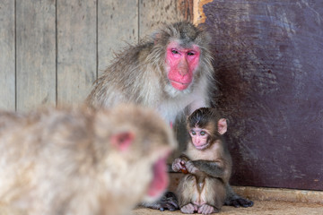 Japanese macaque in Arashiyama, Kyoto.
A baby monkey and a mother monkey.