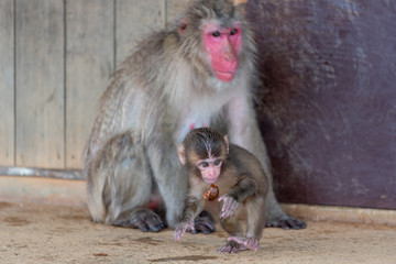 Fototapeta premium Japanese macaque in Arashiyama, Kyoto. A baby monkey and a mother monkey.