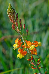 Orange Bulbine or Stalked Bulbine (Bulbine frutescens)