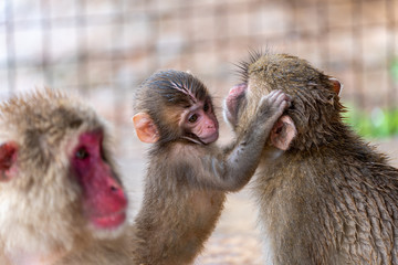 Japanese macaque in Arashiyama, Kyoto.
Monkey Family.
