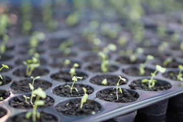 seedlings in a greenhouse