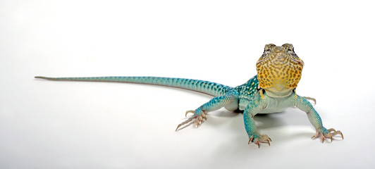 Halsbandleguan, Männchen (Crotaphytus collaris) - Common collared lizard, male