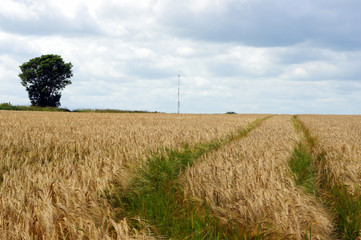 Ireland.At the end of August, a field with ripe grain.