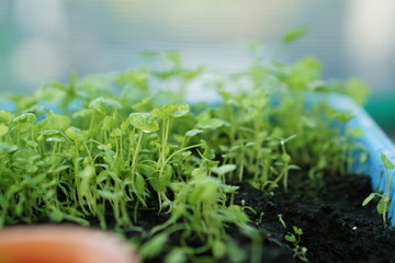 Side view of The young Leaf celery plant in a plastic basket.