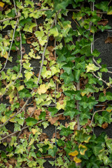 green ivy leaves