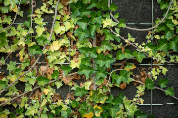 ivy on the wall