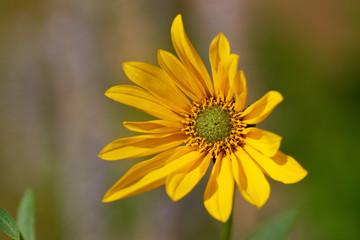 Gelbe Topinambur Blüte 
