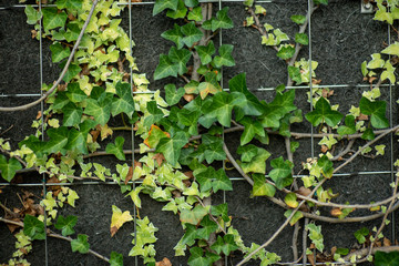 ivy on the wall