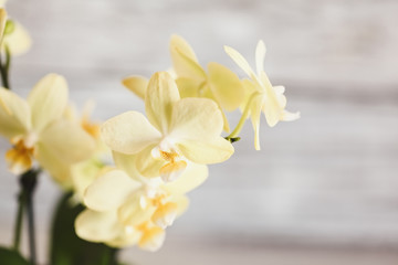 Naklejka na ściany i meble Close up of a beautiful mini yellow Phalaenopsis Orchid. Extreme shallow depth of field with selective focus and blurred background.