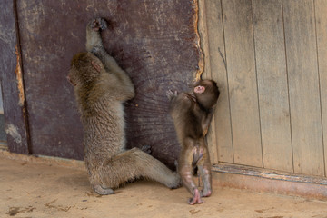 Japanese macaque in Arashiyama, Kyoto.