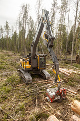 An industrial harvester collects logs from a felling in a pine forest