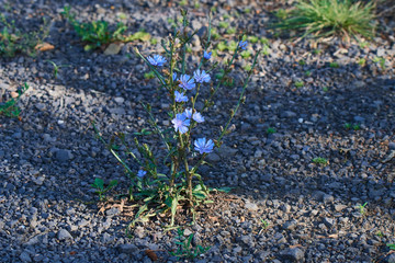 Gemeine oder Gew&ouml;hnliche Wegwarte (Cichorium intybus)