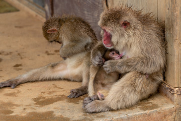 Japanese macaque in Arashiyama, Kyoto.
A baby monkeys are drinking breast milk.