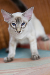 Fototapeta na wymiar Balinesen Katze