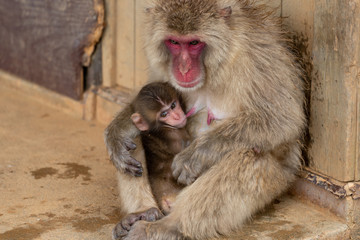 Japanese macaque in Arashiyama, Kyoto.
A baby monkeys are drinking breast milk.