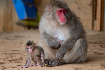 Japanese macaque in Arashiyama, Kyoto.
A baby monkey and a mother monkey.