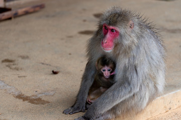 Japanese macaque in Arashiyama, Kyoto.
A baby monkeys are drinking breast milk.