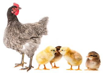 hen and cute little chickens on white