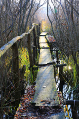 old wooden bridge over swamp in forest
