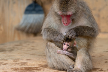 Japanese macaque in Arashiyama, Kyoto.
A baby monkey is being groomed by its mother monkey.