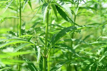 Hanfpflanze - Heilmittel - Hemp
