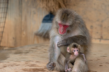 Japanese macaque in Arashiyama, Kyoto.
A baby monkeys get on the lap of the mother monkey,