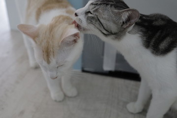 cat