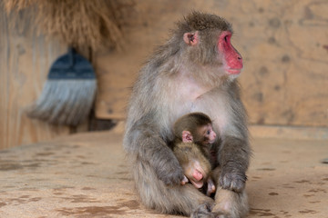 Japanese macaque in Arashiyama, Kyoto.
A baby monkeys get on the lap of the mother monkey,