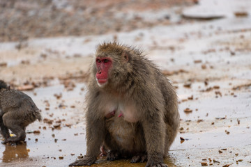 Japanese macaque in Arashiyama, Kyoto.
