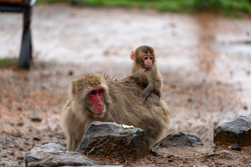 Japanese macaque in Arashiyama, Kyoto.
A baby monkey rides on the back of a mother monkey.