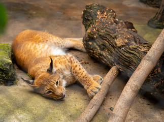 Fototapeta premium Photo of a lynx, taken through a grate at the zoo