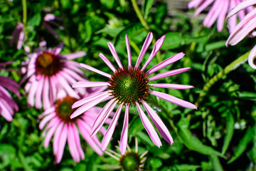 Delicate pink echinacea flowers in soft focus in a garden in a sunny summer day.