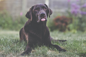 Chocolate Lab with Tongue Out