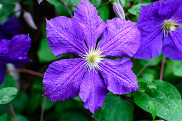One delicate purple clematis flower, also known as traveller's joy, leather flower or vase vine, in a sunny spring garden, beautiful outdoor floral background photographed with soft focus.