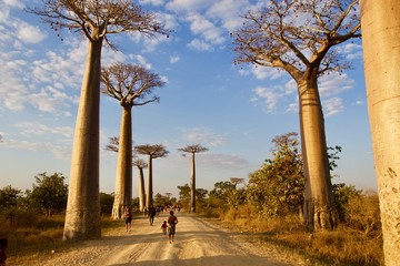 Avenue de baobabs, Morondava, Madagascar, Africa 