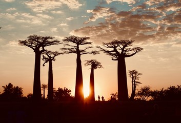 Fototapeta na wymiar Baobabs trees at sunset, Alleys of Baobabs, Madagascar 