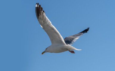 Fototapeta na wymiar Larus mongolicus on lake Baikal. white gull in flight. a bird soaring in the sky. Chroicocephalus ridibundus