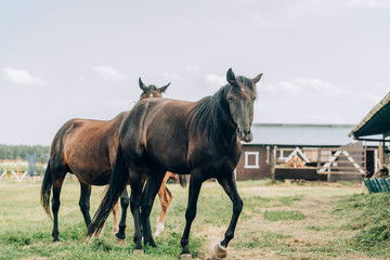 brown horses grazing on ranch against cloudy sky