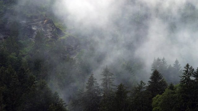 Lauterbrunnen Rainy Day In Swiss Pine Trees Covered Mountain Valley