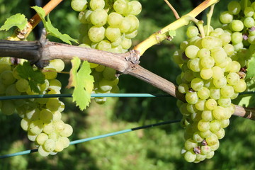 White grapes on the vine in the sun