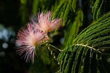 Beautiful pink flower of Albizia julibrissin, the Persian silk tree or pink silk tree, met in Croatia