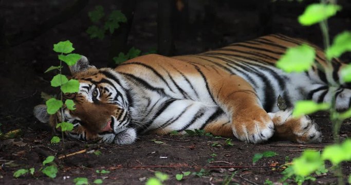 Tiger sitting in the forest